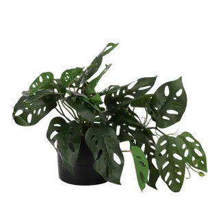 Monstera Adansonii RT 27cm