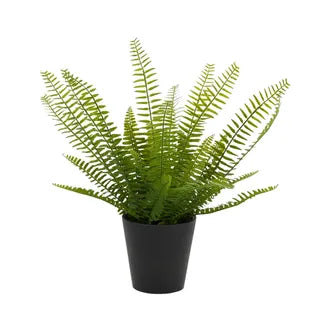Sword Fern 40cm