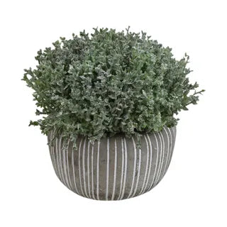 Grass 12cm in Cement Pot