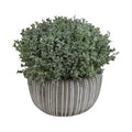 Grass 12cm in Cement Pot - Emelda's Shoes