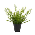 Sword Fern 40cm