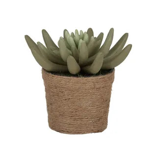 Succulent 14cm w rope pot