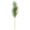 Areca Palm Stem
